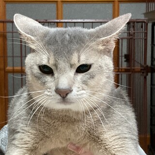 アビシニアン　残りオス2匹。