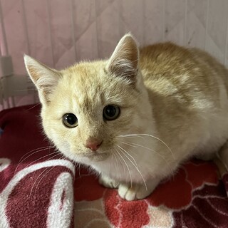 ありがとうございました★パステルクリームの男の子