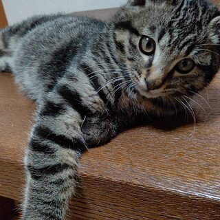 エマくん^_^緊急里親募集中！！