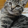 エマくん^_^緊急里親募集中！！ サムネイル2