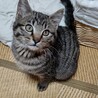 エマくん^_^緊急里親募集中！！ サムネイル3