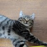 エマくん^_^緊急里親募集中！！ サムネイル4