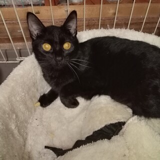 黒猫　男の子　推定2歳