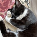生後8ヶ月くらいの黒白ちゃん