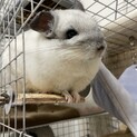 ！！停止中！！【チンチラ2匹の里親を募集します。】