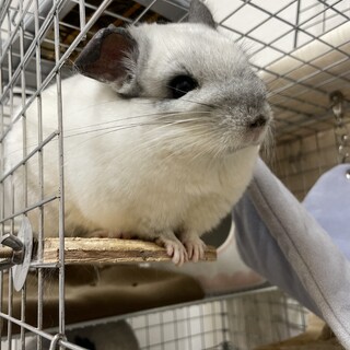 ！！停止中！！【チンチラ2匹の里親を募集します。】