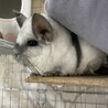 ！！停止中！！【チンチラ2匹の里親を募集します。】 サムネイル2