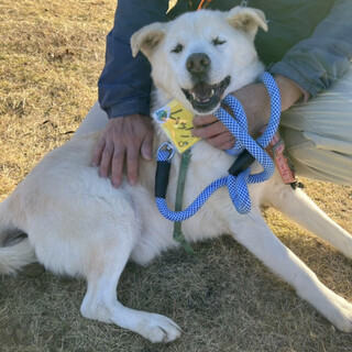 飼育放棄犬ムックにずっとの家族を！