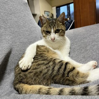 人馴れ抜群ごうくん