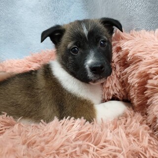 保健所からレスキューした子犬♀杏ちゃん