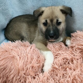 保健所からレスキューした子犬♂しん君