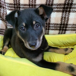 保健所レスキューした子犬♂凛々しい、龍馬！