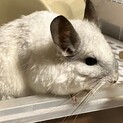 チンチラ　男の子　一旦新規募集は中止します