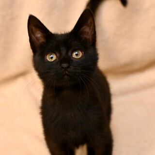 かわいいクロ子猫ミルクちゃん！