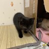 【一時停止】黒長毛２ヶ月★おっとりかわいい女の子 サムネイル4