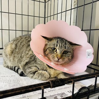 いらないと病院に持ち込まれたキジちゃんを救いたい