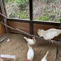 【生後1年の鶏4羽里親募集中】