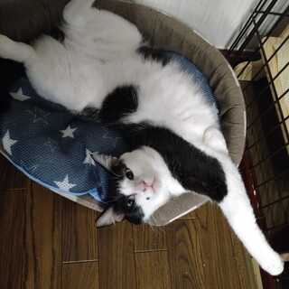 寝相と鳴き声が可愛い天然ボーイ