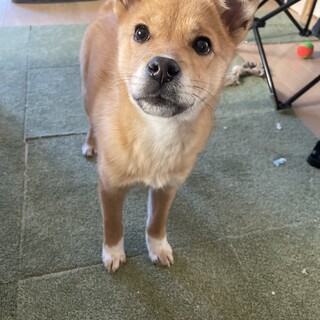 トライアル決定♪あまにちゃん♀3ヵ月