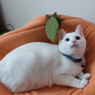 まったり癒し系イケメン猫