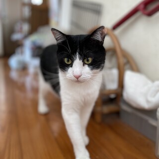 ☆フウ☆(白黒3兄妹)