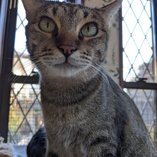 【サマー】おかげさまで里親さまが決まりました