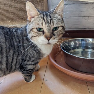 【もみこ】おかげさまで里親様が決まりました。