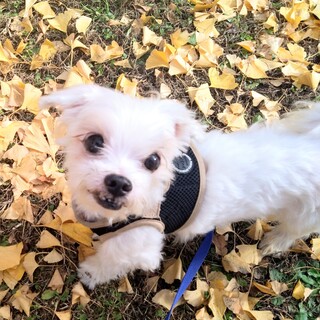マルチーズの男の子 あのね君