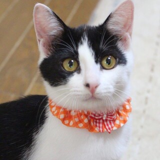 センター分けの美人なアグネス