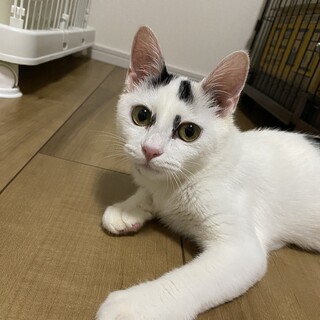 模様がとても可愛い豆大福くん