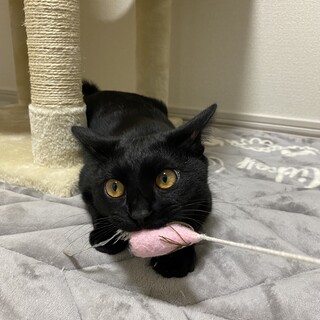 お腹の白い毛が可愛い黒猫オレオくん
