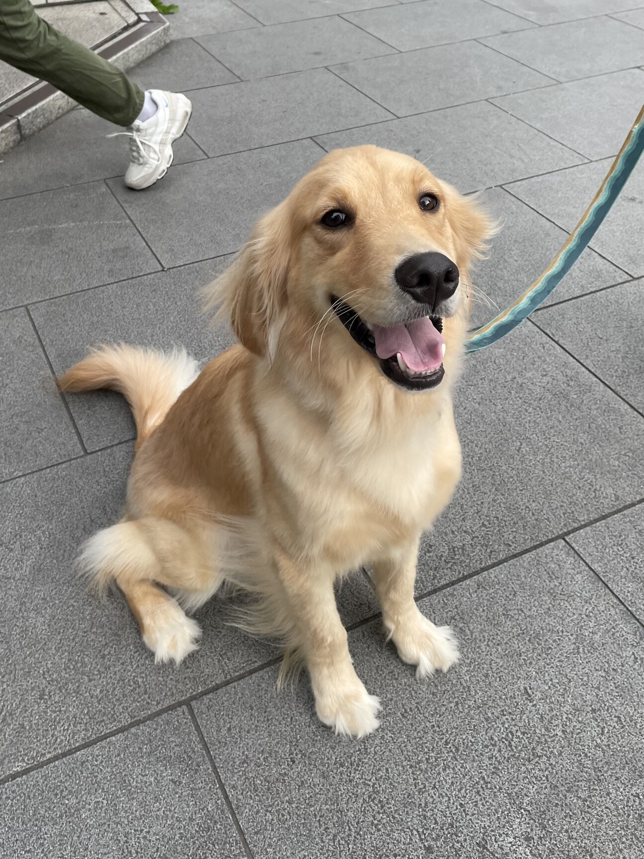 やさしいゴールデンレトリ」東京都 - 犬の里親募集(444681