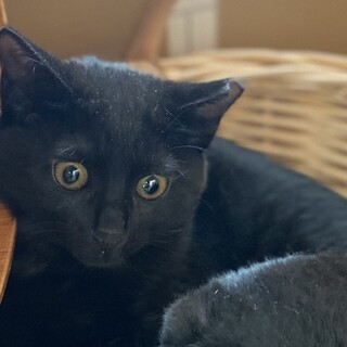 ロゼッタ♀5兄妹・おっとり優しい女の子