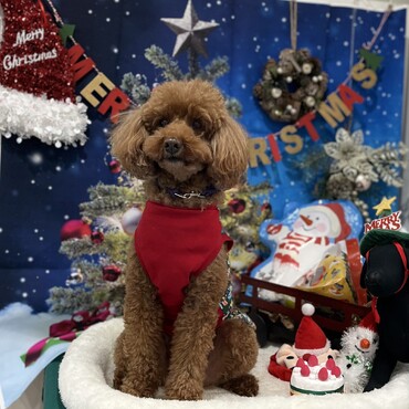 メリークリスマス！