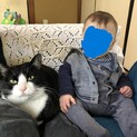 八割れBobくんは優しく子どもと相性の良い猫！