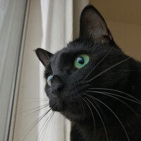 木蓮（もくれん）