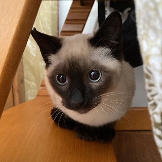 プク丸♂5兄妹の唯一の男の子