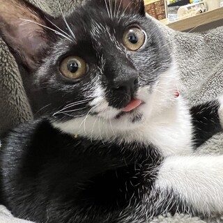 黒猫（お腹側は真っ白）ちゃんのお家を探しています