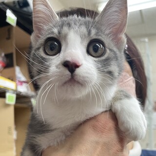 激カワ元気な女の子❤️濃いめサバ白あかちゃん