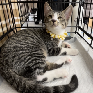 募集停止　❤️キジ白男子菊之助