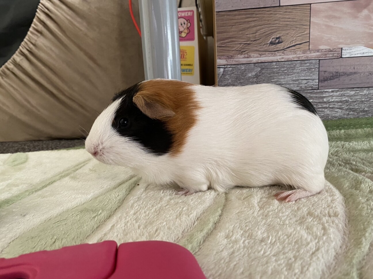 モルモット サムネイル2