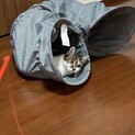 大人しい女の子猫ちゃんです