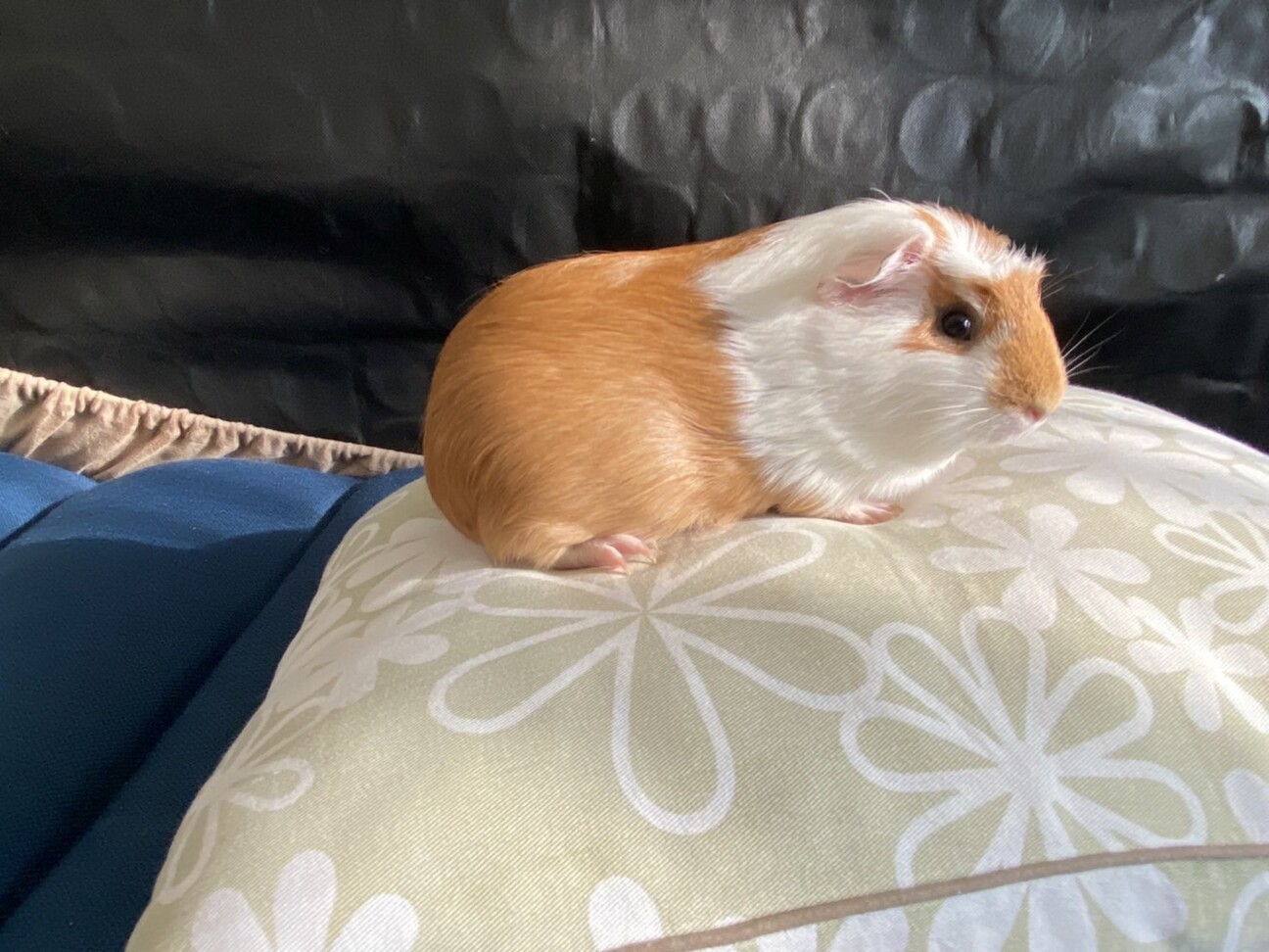 モルモット サムネイル3