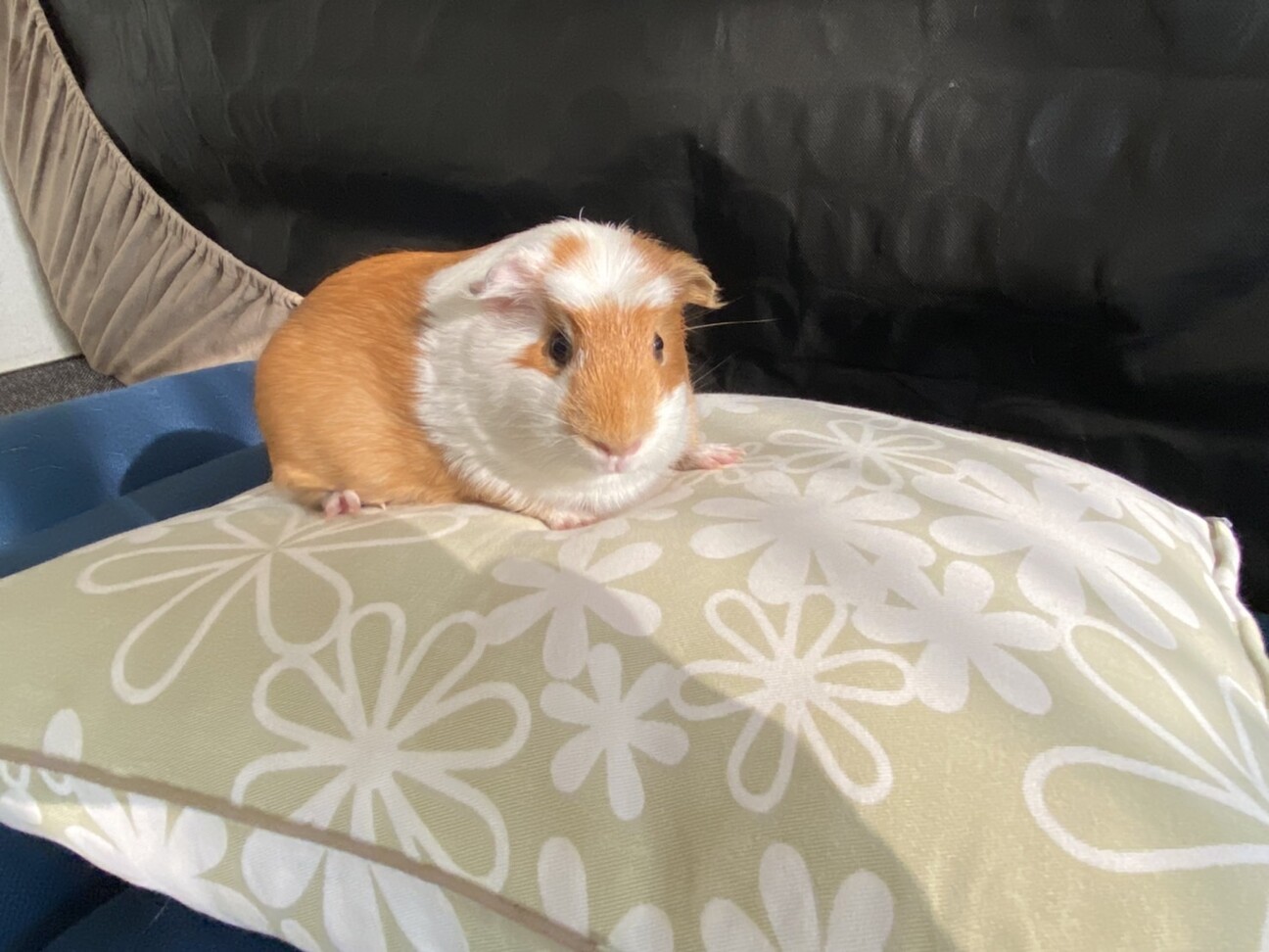 モルモット サムネイル4