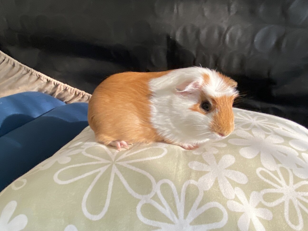 モルモット サムネイル5