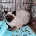 シャム？ちゃんです