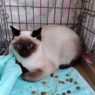 シャム？ちゃんです