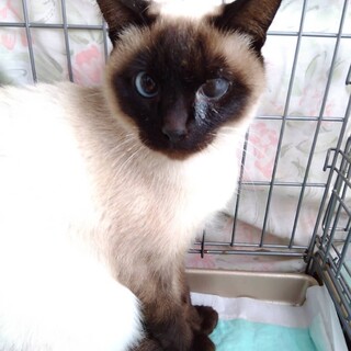 シャムっぽい猫ちゃん