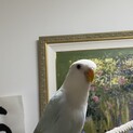 コザクラインコ　ダイリュートターコイズブルー水色雛