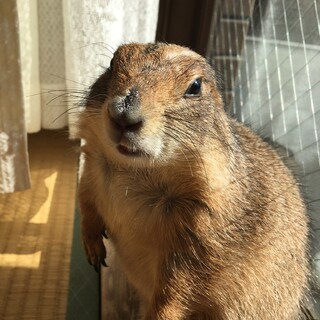 【募集取下】プレーリードッグ♀